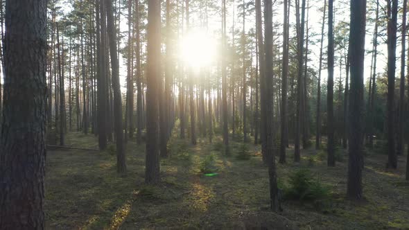AERIAL: Sun Beam Passes Through Forest Trees and Hits Soft Woodland Ground