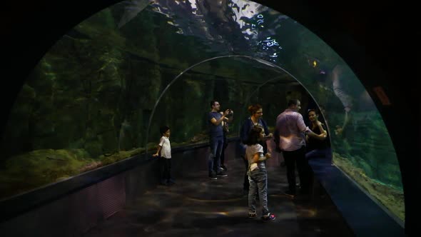 VideoHive People At The Oceanarium 20402506 VideoHive People At The Oceanarium 20402506