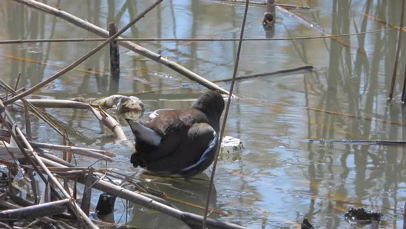 A Common Moorhen, Waterhen, Swamp Chicken Bird Alone in a Wetland
