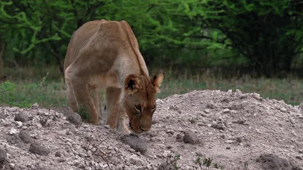 A Lion Getting Down Backward On A Pile Of Sand And Stones In Nxai Pan In Botswana - Closeup Shot alt
