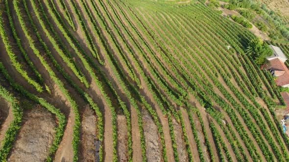 High Top View Vineyards on Terrace in Douro Valley