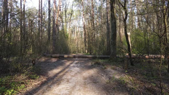 Road in the Forest During the Day Slow Motion alt