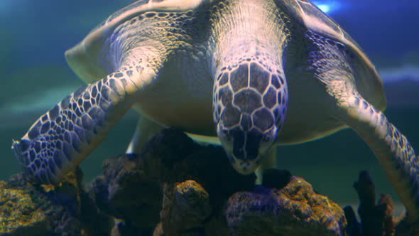 Exotic Animals Big Turtle Eating on Coral Reef