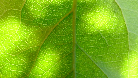 Texture of Green Leaves