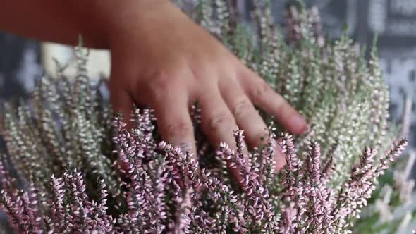 A Man Strokes A Heather Growing In A Pot. Only The Hand Is Visible. Close Up, Slow Motion