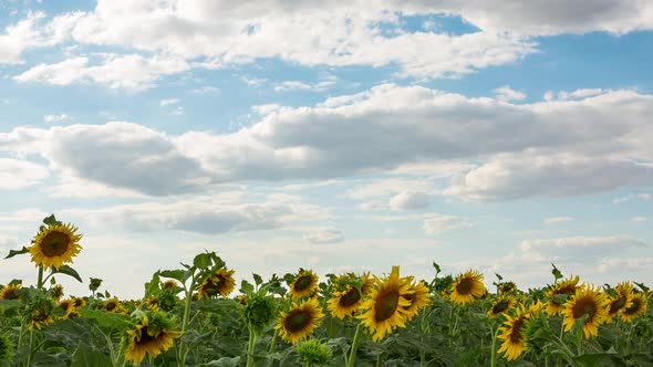 Yellow Sunflowers And Large Clouds, Time Lapse