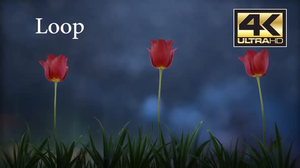 Tulip flower Night Loop 4K