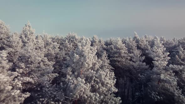 Drone flying close pine trees covered in bright silver frost