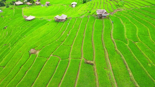 Aerial drone footage of rice terraces and farmer village at Pa pong piang alt