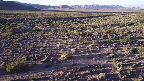 Aerial grazing horses on the desert. Wild Horses Running. alt