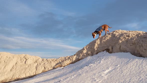 red nose pitbull dog wearing a backpack is sitting on a cliff, then walking and jumping