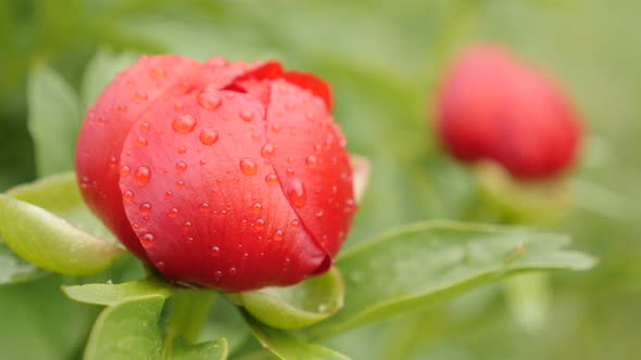Close-up of beautiful  Peony family Paeoniaceae plant 4K 2160p 30fps UltraHD footage -  Red Paeonia  alt