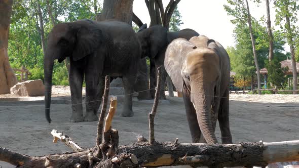 A Beautiful Elephants in the Zoo alt