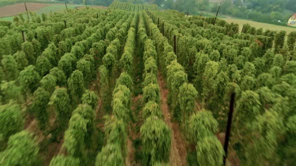 Aerial Shot of Green Vibrant Bio Plants on Rural Fields