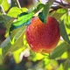 Wet Red Apple in Apple Orchard - VideoHive Item for Sale