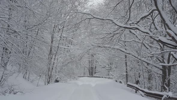 Snow path in the forest