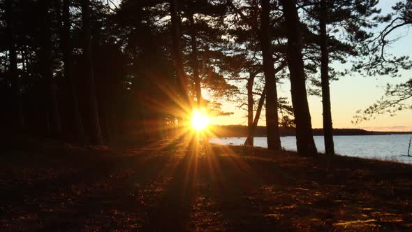 Winter sunset over the pine trees and the sea on a cold autumn evening