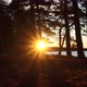 Winter sunset over the pine trees and the sea on a cold autumn evening - VideoHive Item for Sale