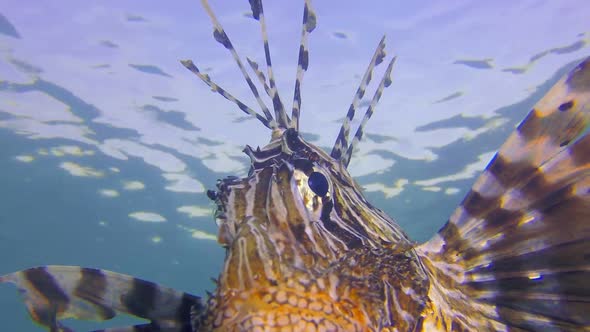 Underwater Commen Lion-Fish alt