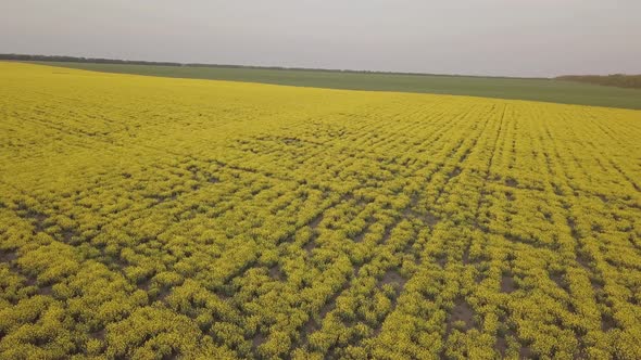 Colorful Yellow Spring Crop of Canola Rapeseed or Rape Viewed From Above