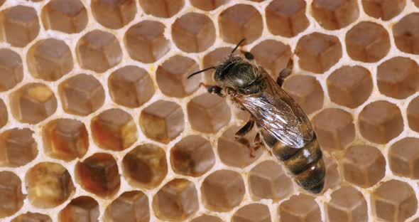 European Honey Bee, apis mellifera, Queen on a Young Wax Ray, Bee Hive in Normandy, Real Time 4K alt