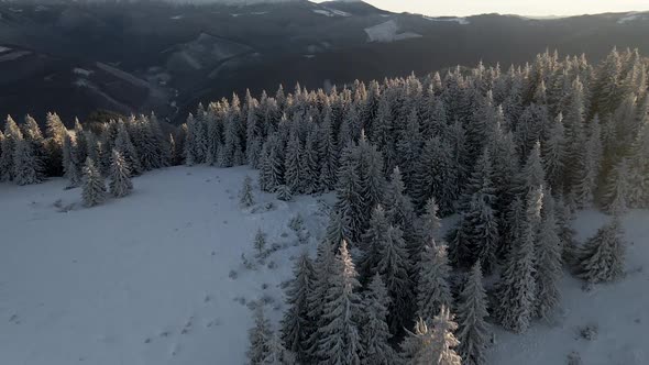 Drone Flying Above Winter Forest Unveiling Mountain Range