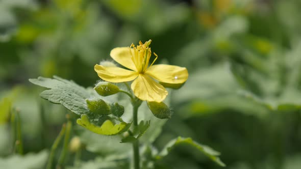 Close-up of yellow herbaceous perennial plant Chelidonium majus  4K 2160p 30fps UltraHD footage - Fl alt