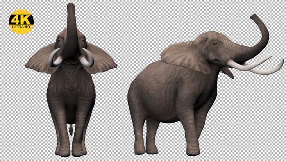 Elephant Idle V2 Pack (Pack of 4)