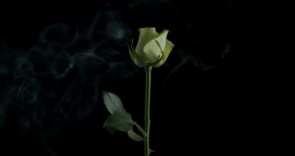 Calmness Rose Emotions alt