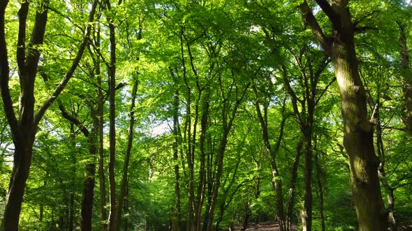 Drone Shot Under a Forest Canopy with Dappled Sunlight Through Green Leaves alt