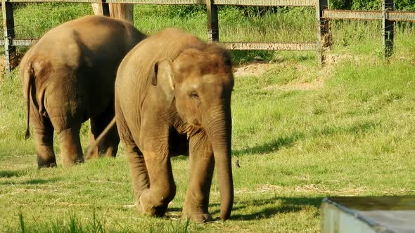 Baby elephant walking in the national park at a zoo alt