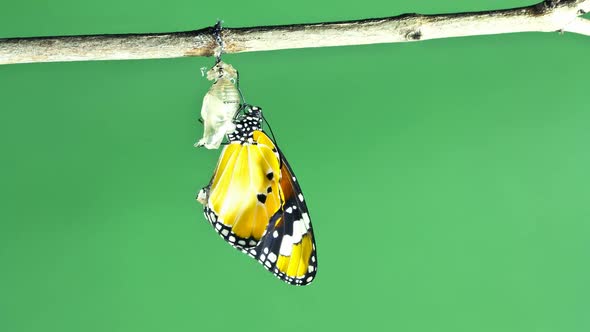 Monarch Butterfly Emerging From Chrysalis  on green screen background alt