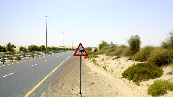 Beware Yield Camel Sign at Desert Road