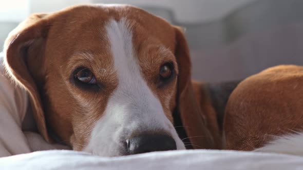 Close Up the Beagle Dog Is Sleeping