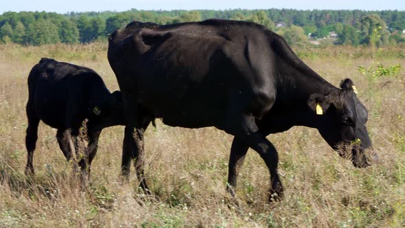 Little Calf Near a Cow Drinks Milk Eats alt