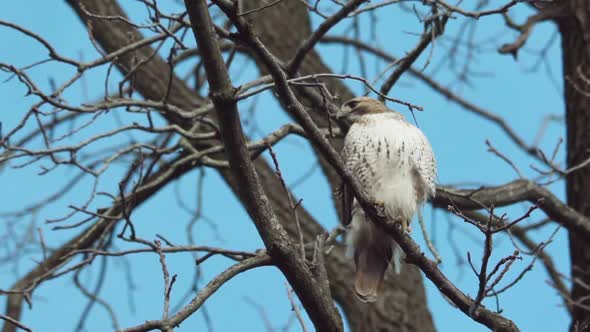 Red-tailed hawk surveys its surroundings from a branch in slow motion alt