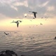 Flock Of Slow Flying Seabirds On The Beach - VideoHive Item for Sale