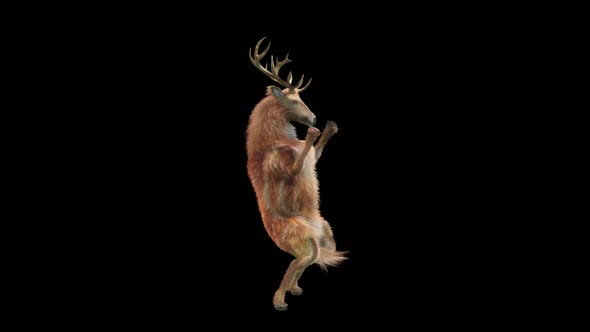 36 Deer Dancing HD alt