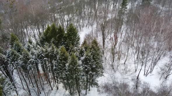 Evergreen pine trees in forest, winter aerial view