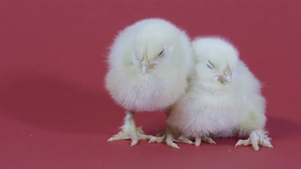 Two Sleepy Cute Yellow Chickens. Easter Symbol. Fluffy Chicks. Pink Background alt