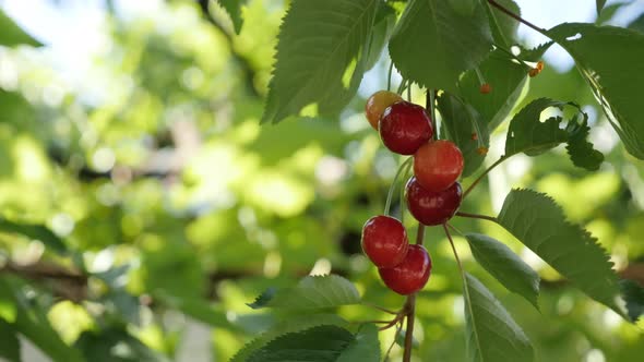Close-up of sweet cherries on tree branches  4K 2160p 30fps UltraHD footage - Prunus avium  orchard  alt