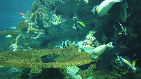 The Underwater World alt