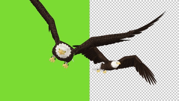 2 Bald Eagles Flying Over Screen - II -  Transparent and Green alt