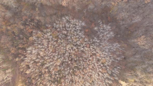 View From the Drone - Birch Trees in the Autumn Forest Without Leaves. Woodland, November Landscape