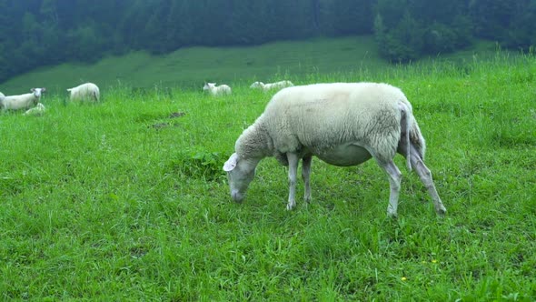 Flock of sheep graze on a green meadow near forest and hills. Sheep chew grass, farm Tyrol, Austria. alt