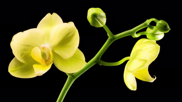 Blooming Yellow Orchid Phalaenopsis Flower alt