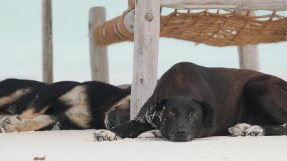 Two Stray Dogs Lie on a Sandy Beach Under Sun Loungers By the Ocean Zanzibar alt