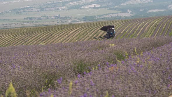 Lavender Harvest alt