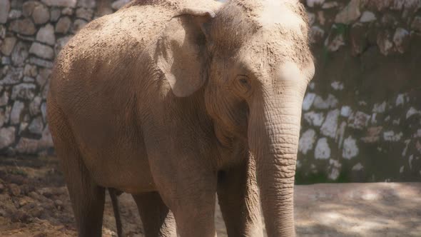 Asian elephant waking in the zoo