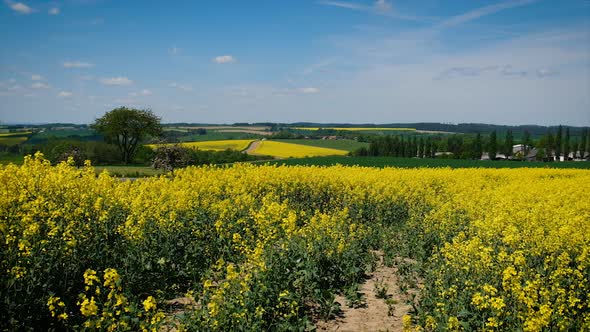 Large Flowering Field of Mustard By the Hand of a Male Farmer alt